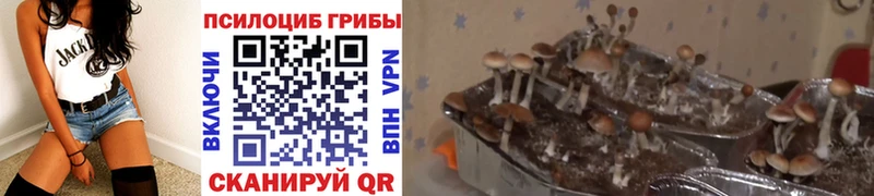 Псилоцибиновые грибы GOLDEN TEACHER Любань